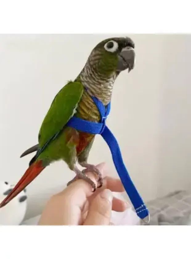 Pet Pretty Papağan Tasması 2,5mt