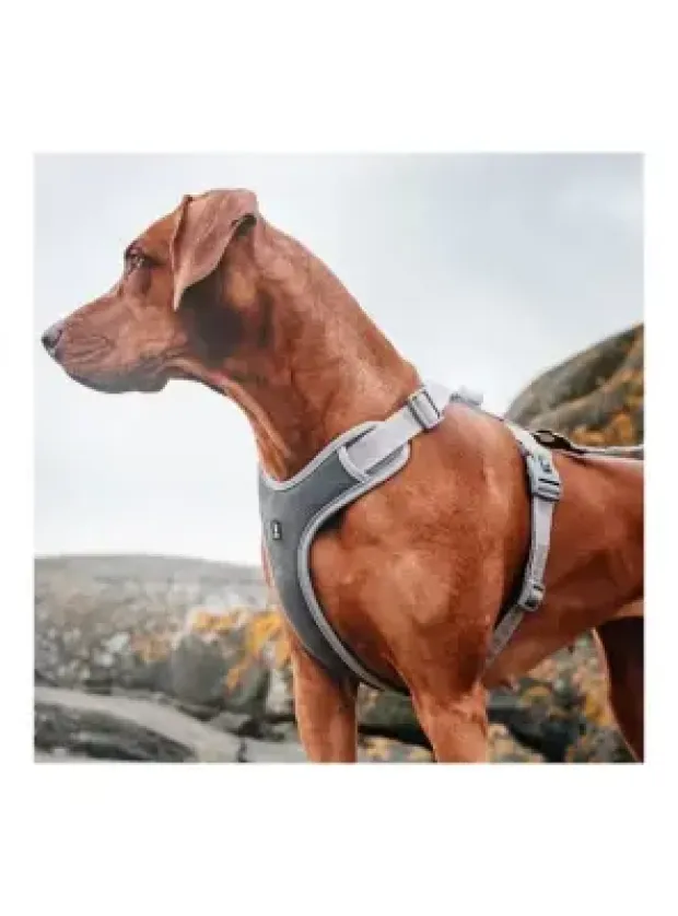 Nunbell Köpek Gögüs Tasmasi M