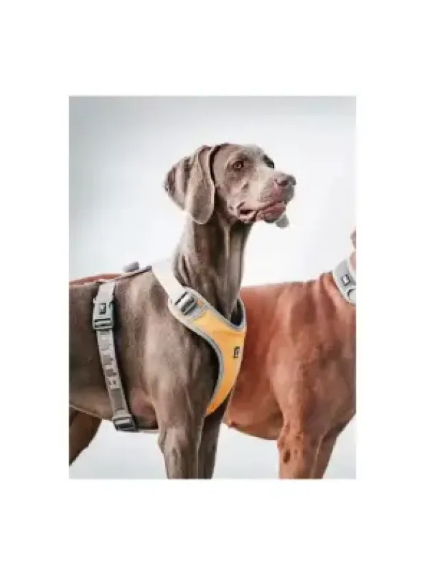 Nunbell Köpek Gögüs Tasmasi L
